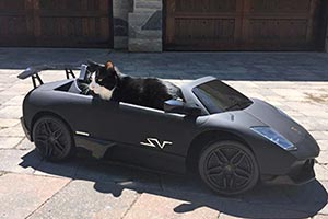 Канадский DJ подарил коту Lamborghini