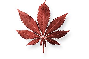 Сенат одобрил легализацию марихуаны