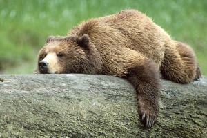BC запретит охотиться на медведей