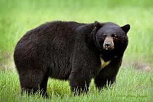 Полиция ищет медведя в Ньюмаркете
