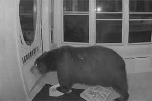 Медведь зашёл в дом на запах пиццы - Видео