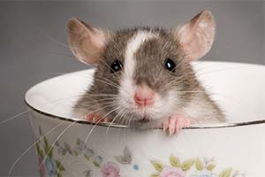 600 крыс жили в однокомнатной квартире