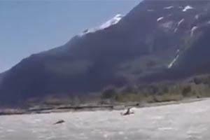 Медведь погнался по реке за каякером