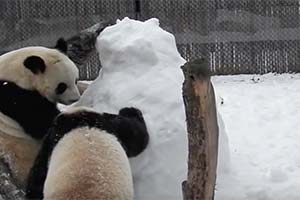 Панды в Торонто избили снеговика