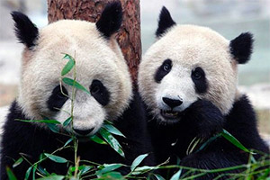 Зоопарк Калгари вернет панд Китаю раньше времени