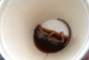 Мышь в стакане с кофе