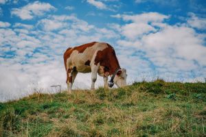Незначительный риск коровьего бешенства в канадском мясе