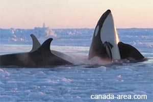 Killer whales освободились из ледяной тюрьмы