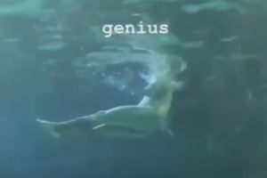 Голый мужчина искупался с акулами в Торонто - Видео