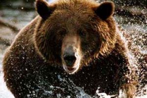 Медведь в Британской Колумбии съел человека