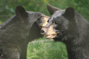 В зоопарке Ванкувера медведь покусал девочку