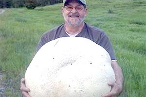В Канаде найден самый большой гриб