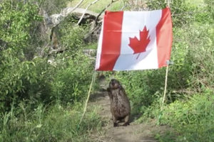 Бобриха украла флаг Канады - видео