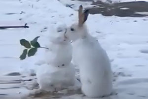 В Канаде кролик целовался со снеговиком