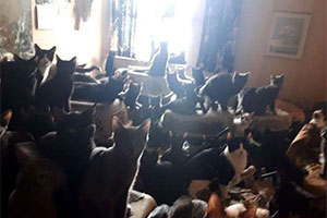 Более 300 кошек в одной квартире North York