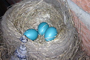 Цветные яйца на пасху от птички Robin