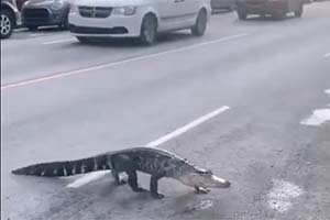 Аллигатор гуляет по улицам Монреаля – Видео