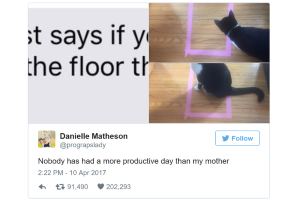 Девушка из Торонто запустила вирус кота в квадрате