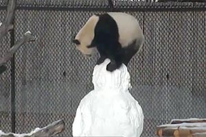 Панда подралась со снеговиком (видео)