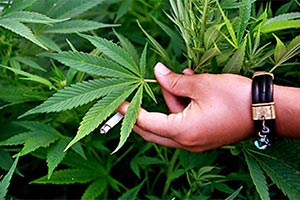 Канада заработала 186 миллионов на марихуане