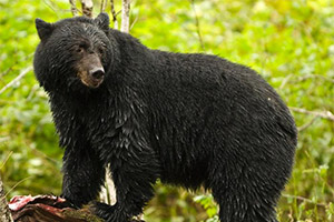 В Онтарио медведи рискуют быть подстреленными