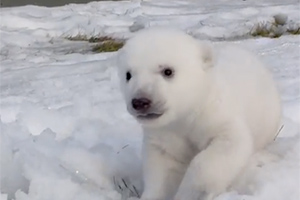 Медведи Торонто рады снегу