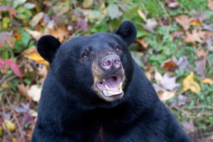 В Онтарио женщину загрыз медведь