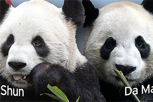 Жители Онтарио скоро увидят панд