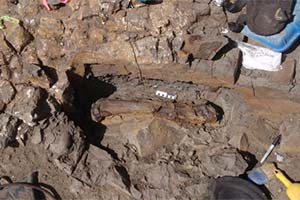 В Британской Колумбии раскопан динозавр