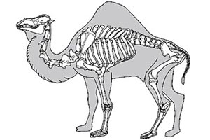 В Канаде нашли останки гигантского верблюда