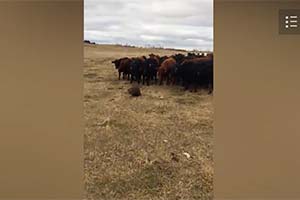 Бобер украл 150 коров - Видео