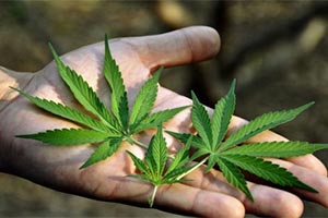 Фермеры BC борются за право выращивать марихуану