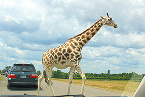 Фотографии жирафов