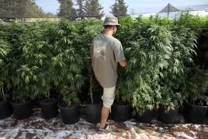 На Ниагаре научат выращивать марихуану
