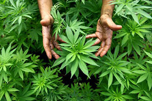 Легализация марихуаны в Канаде