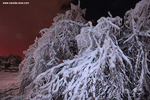 Замороженные деревья на Ниагаре
