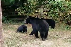 Канадец вежливо попросил медведей уйти