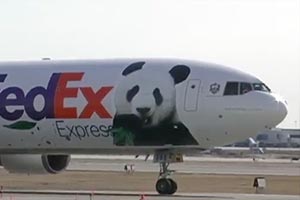 Панды прибыли в Торонто