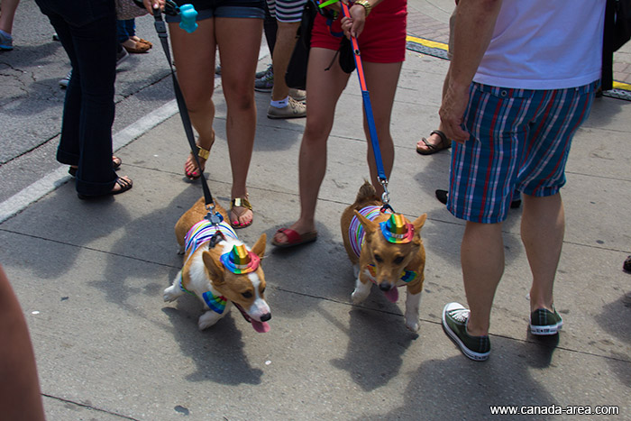 Собаки в поддержку геев