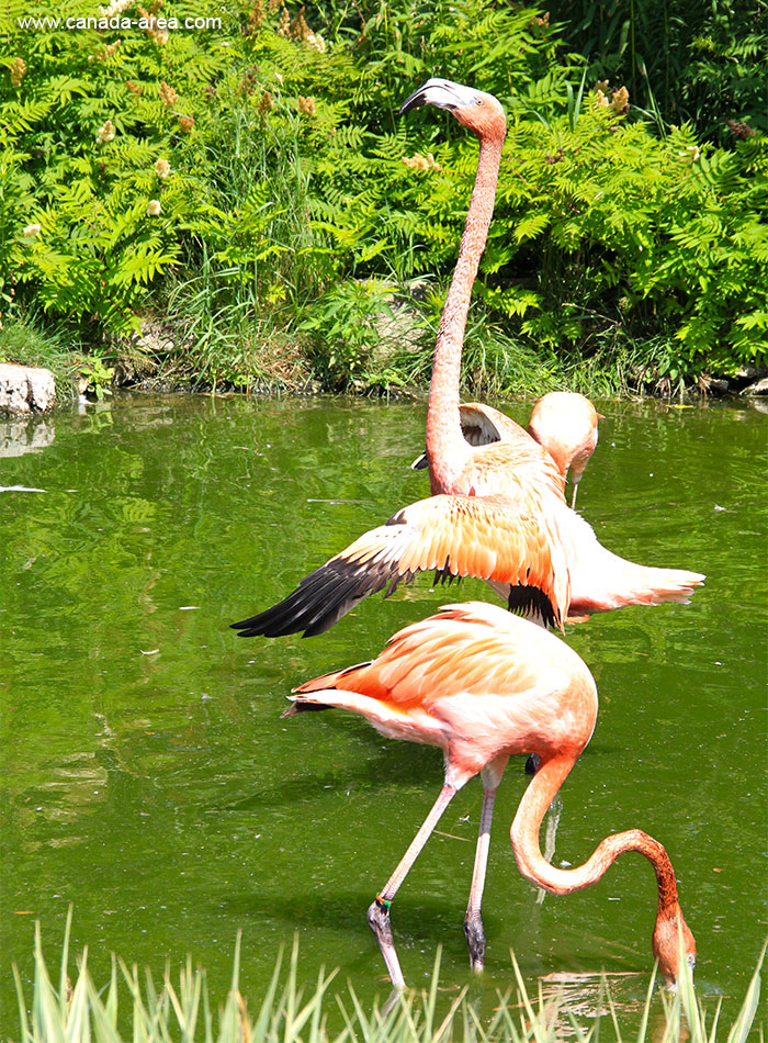 Фотография розового фламинго