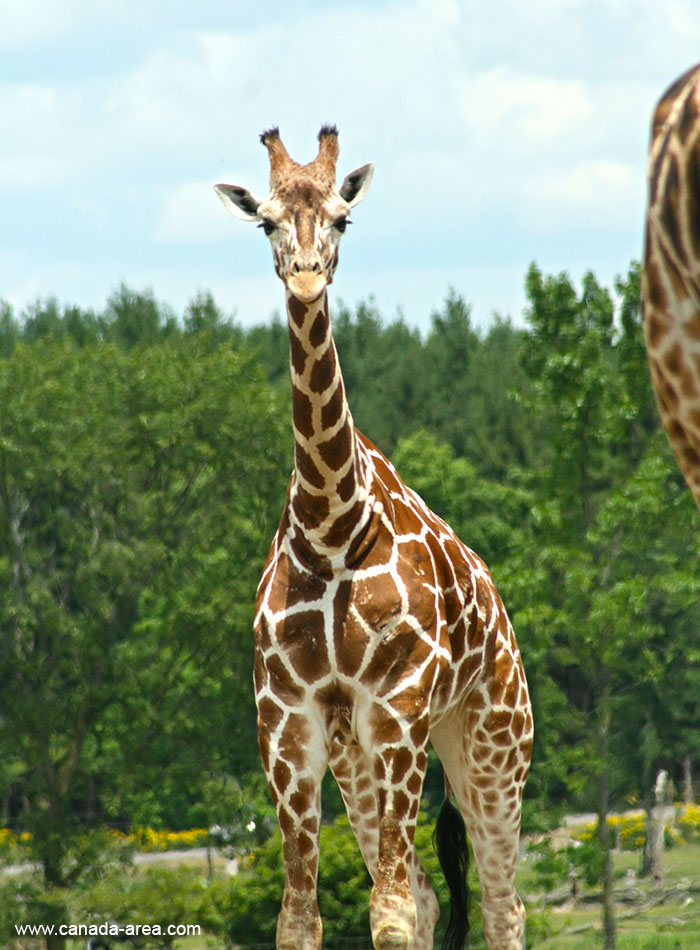 Фотография жирафа