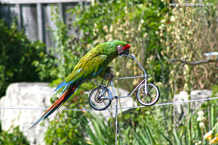 Попугай катается на велосипеде