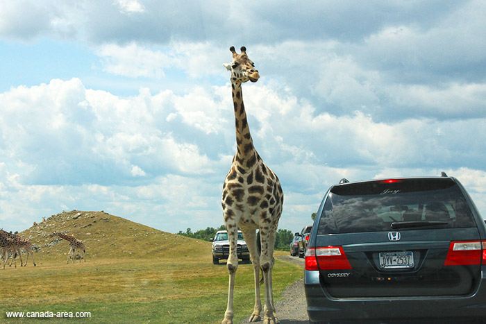 Жираф гуляет среди машин