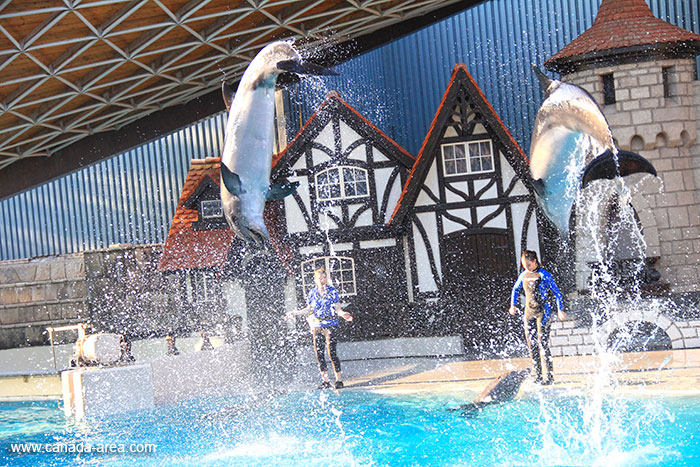 HD фотография дельфина