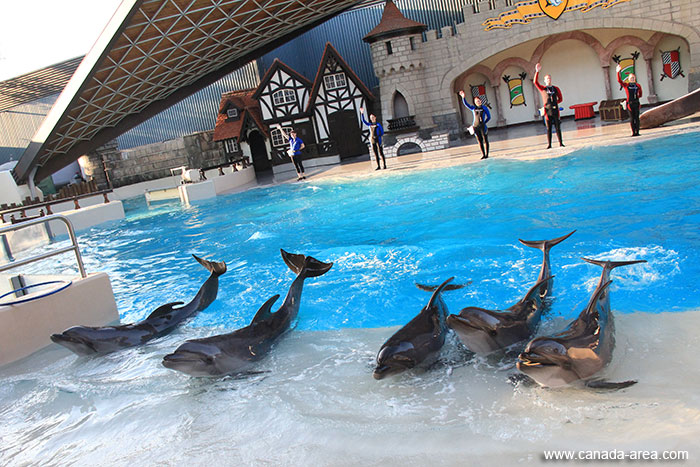 HD фотография дельфинов
