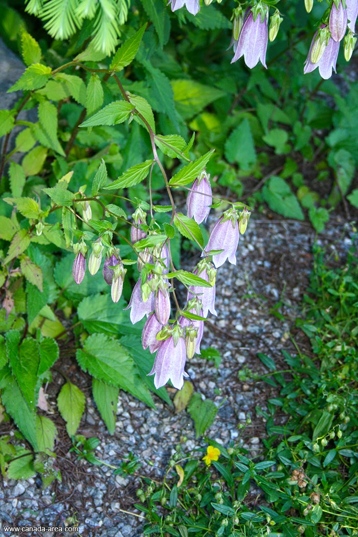Цветы в ботаническом саду Монреаля