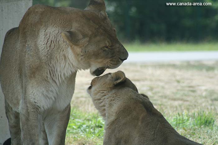 Львы в African Lion Safari