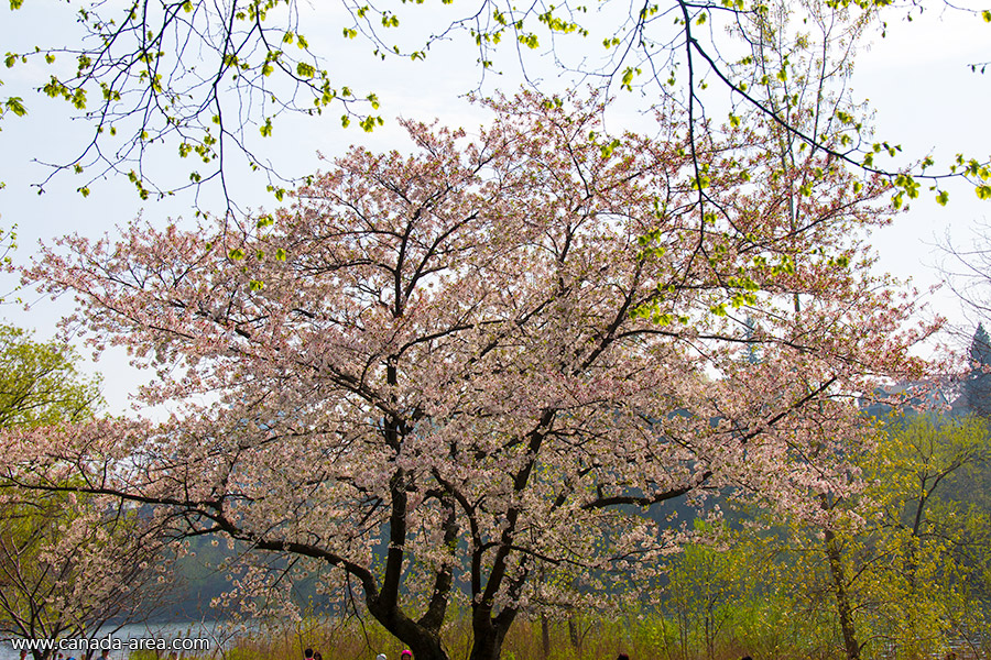 Цветение Сакуры High Park