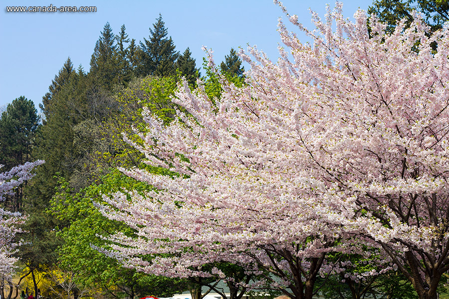 High Park Цветение Сакуры